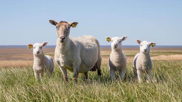 Schafe auf einer Wiese