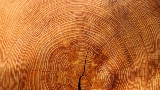 Querschnitt eines Baumstamms mit Jahresringen